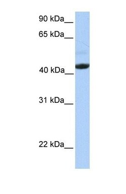 EDAR Antibody, Novus Biologicals 0.05mg; Unlabeled:Antibodies, Polyclonal