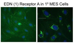 EDNRA/Endothelin R Type A Antibody, Novus Biologicals:Antibodies:Primary