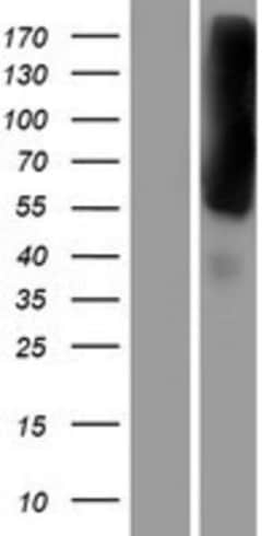 Novus Biologicals&trade;&nbsp;EEA1 Overexpression Lysate