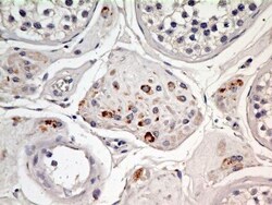 EEA1 Antibody (6D4.1D4) - BSA Free, Novus Biologicals 0.1mg; Unlabeled:Antibodies,