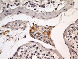 EEA1 Antibody (6D4.1D4) - BSA Free, Novus Biologicals 0.1mg; Unlabeled:Antibodies,
