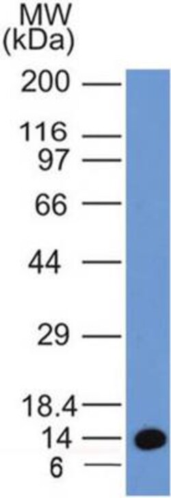 EEA1 Antibody (6D4.1D4) - BSA Free, Novus Biologicals 0.1mg; Unlabeled:Antibodies,