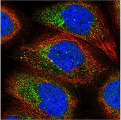 EEA1 Antibody, Novus Biologicals 0.1mL; Unlabeled:Antibodies, Polyclonal