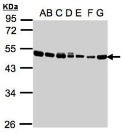 EEF1A2 Antibody, Novus Biologicals 0.1mg; Unlabeled:Antibodies, Polyclonal
