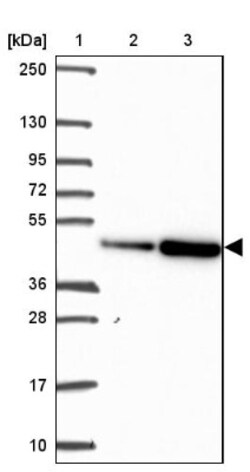 EEF1A2 Antibody, Novus Biologicals 0.1mL; Unlabeled:Antibodies, Polyclonal