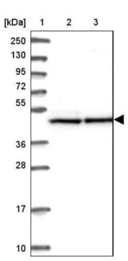 EEF1A2 Antibody, Novus Biologicals 0.1 mL | Buy Online | Novus Biologicals | Fisher Scientific