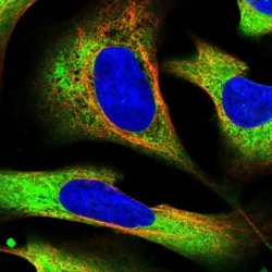 EEF1D Antibody, Novus Biologicals 0.1mL; Unlabeled:Antibodies, Polyclonal