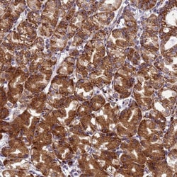 EEF1D Antibody, Novus Biologicals 0.1mL; Unlabeled:Antibodies, Polyclonal