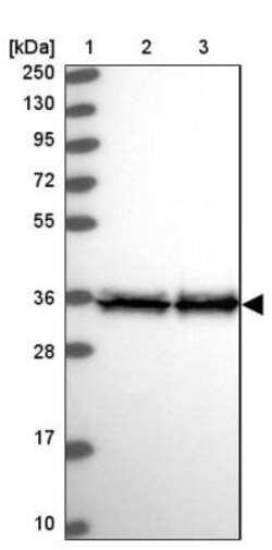 EEF1D Antibody, Novus Biologicals 0.1mL; Unlabeled:Antibodies, Polyclonal