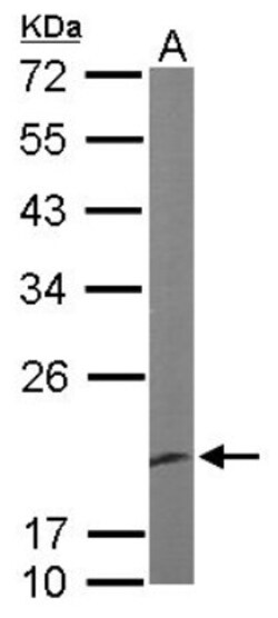 EEF1E1 Antibody, Novus Biologicals 0.1 mL | Buy Online | Novus Biologicals | Fisher Scientific