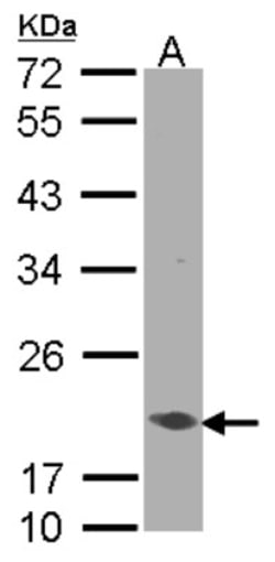 EEF1E1 Antibody, Novus Biologicals 0.1 mL | Buy Online | Novus Biologicals | Fisher Scientific