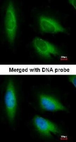 EEF1E1 Antibody, Novus Biologicals 0.1 mL | Buy Online | Novus Biologicals | Fisher Scientific