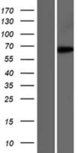 Novus Biologicals&trade;&nbsp;EEFSEC Overexpression Lysate