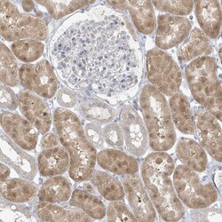EEFSEC Antibody, Novus Biologicals 0.1mL; Unlabeled:Antibodies, Polyclonal