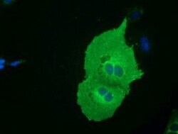 EEN Antibody (OTI2F5), Novus Biologicals 0.1mL; Unlabeled:Antibodies, Monoclonal