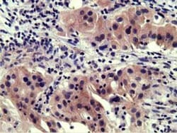 EEN Antibody (OTI2F5), Novus Biologicals 0.1mL; Unlabeled:Antibodies, Monoclonal