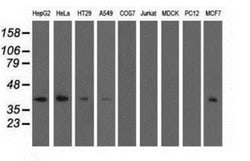 EEN Antibody (OTI2F5), Novus Biologicals 0.1mL; Unlabeled:Antibodies, Monoclonal