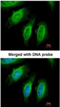 EEN Antibody, Novus Biologicals 0.1mg; Unlabeled:Antibodies, Polyclonal