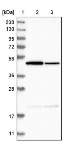 EEN Antibody, Novus Biologicals 0.1mL; Unlabeled:Antibodies, Polyclonal
