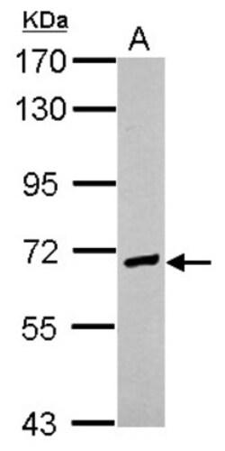 EFCAB7 Antibody, Novus Biologicals 0.1mL; Unlabeled:Antibodies, Polyclonal