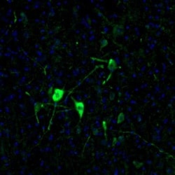 EFCBP2 Antibody, Novus Biologicals 0.1mL; Unlabeled:Antibodies, Polyclonal