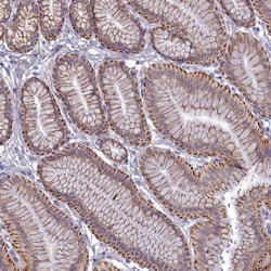 EFHA1 Antibody, Novus Biologicals 0.1mL; Unlabeled:Antibodies, Polyclonal