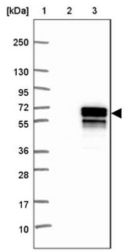 EFHA2 Antibody, Novus Biologicals 25 &mu;L; Unlabeled:Antibodies, Polyclonal