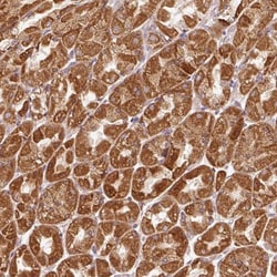 EFHC1 Antibody, Novus Biologicals 25 &mu;L, Unlabeled:Antibodies, Polyclonal