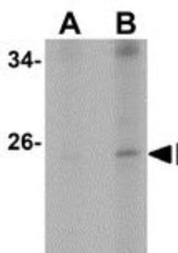 EFHD1 Antibody - BSA Free, Novus Biologicals:Antibodies:Primary Antibodies