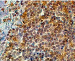 EFHD2 Antibody, Novus Biologicals:Antibodies:Primary Antibodies