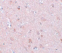 EFHD2 Antibody - BSA Free, Novus Biologicals 0.1mg; Unlabeled:Antibodies,