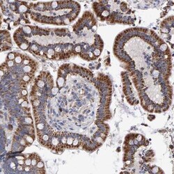 EFR3A Antibody, Novus Biologicals:Antibodies:Primary Antibodies