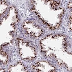 EFTUD1 Antibody, Novus Biologicals:Antibodies:Primary Antibodies