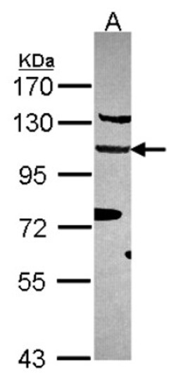 EFTUD2 Antibody, Novus Biologicals 0.1 mL | Buy Online | Novus Biologicals | Fisher Scientific