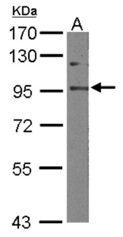 EFTUD2 Antibody, Novus Biologicals 0.1 mL | Buy Online | Novus Biologicals | Fisher Scientific