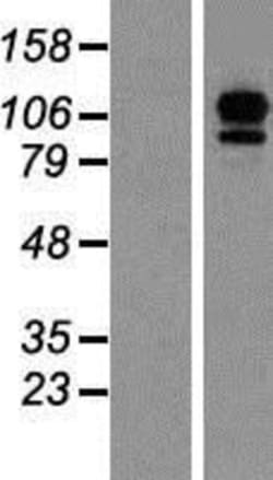 Novus Biologicals&trade;&nbsp;EFTUD2 Overexpression Lysate