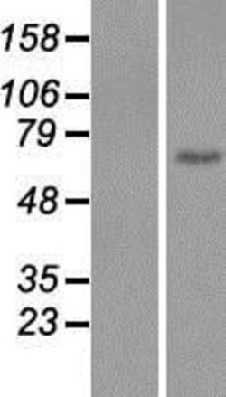 Novus Biologicals™ EGF-L6 Overexpression Lysate