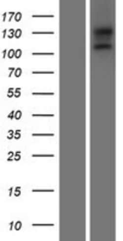 Novus Biologicals&trade;&nbsp;EGFLAM Overexpression Lysate