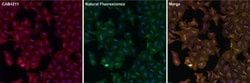 GFP Antibody, Novus Biologicals 0.1mg; Unlabeled:Antibodies, Polyclonal