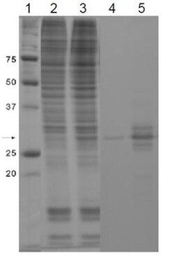 GFP Antibody, Novus Biologicals 0.1mg; Unlabeled:Antibodies, Polyclonal
