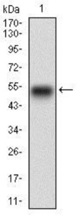 EGFR Antibody (5E10D3) - BSA Free, Novus Biologicals 0.1mL; Unlabeled:Antibodies,