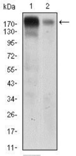 EGFR Antibody (5E10D3) - BSA Free, Novus Biologicals 0.1mL; Unlabeled:Antibodies,