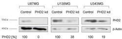 EGLN1/PHD2 Antibody, Novus Biologicals:Antibodies:Primary Antibodies