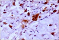 EGLN3/PHD3 Antibody - BSA Free, Novus Biologicals 0.1mL; Unlabeled:Antibodies,