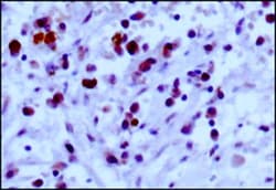 EGLN3/PHD3 Antibody - BSA Free, Novus Biologicals 0.1mL; Unlabeled:Antibodies,