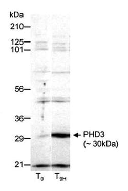 EGLN3/PHD3 Antibody - BSA Free, Novus Biologicals 0.1mL; Unlabeled:Antibodies,