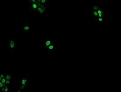 EGR2 Antibody (OTI1B12), Novus Biologicals 0.1mL; Unlabeled:Anticorps,