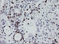 EGR2 Antibody (OTI1B12), Novus Biologicals 0.1mL; Unlabeled:Anticorps,