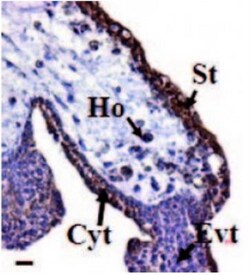 EG-VEGF/PK1 Antibody, Novus Biologicals 0.1mg:Antibodies, Polyclonal