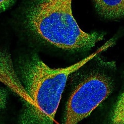 EHBP1 Antibody, Novus Biologicals:Antibodies:Primary Antibodies